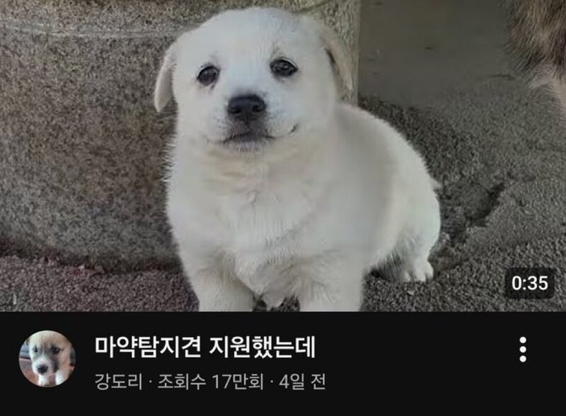 쉬었음 강아지