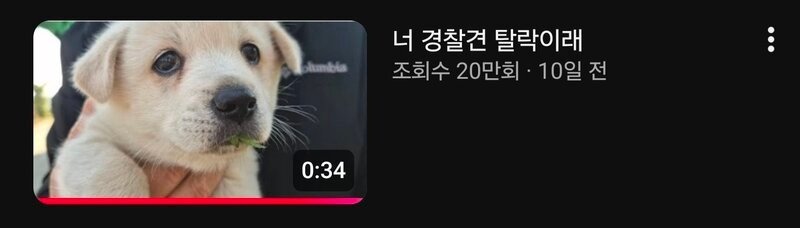 쉬었음 강아지