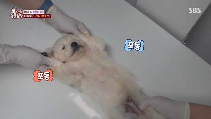 x-ray 찍는 강아지