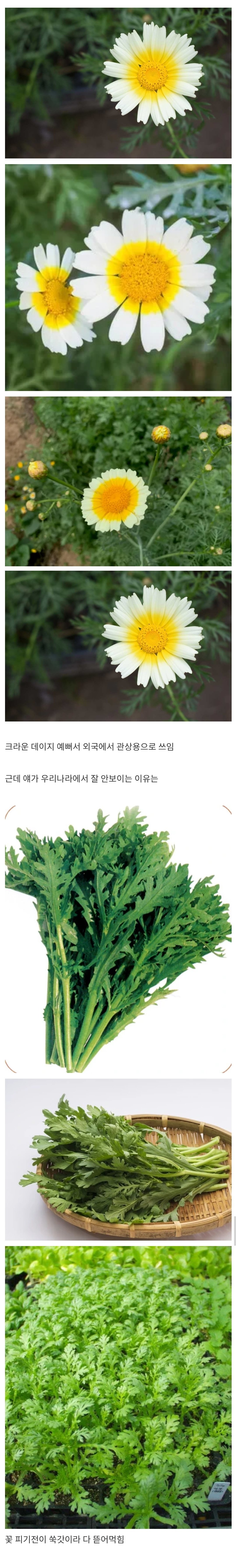 우리나라에 자생도 하고 멸종위기종도 아닌 꽃이 잘 안보이는 이유