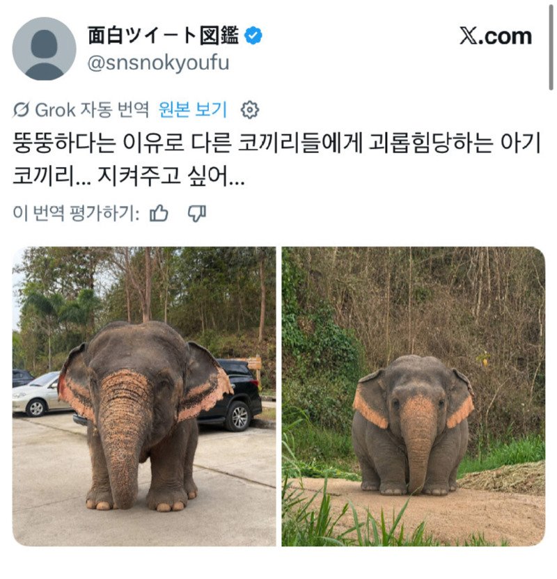 뚱뚱해서 따 당한 아기 코끼리래여